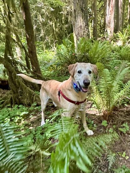 A big happy yellow lab jogs between mossy trees and giant ferns.