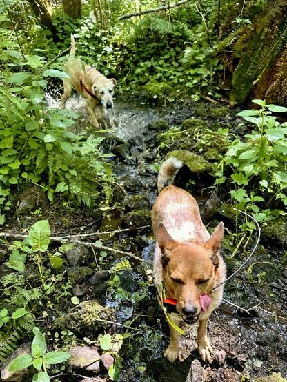 In a creek bed with just a shallow trickle of water still flowing, and vegetation all around, one dog stops to lick her lips, while another comes splashing up from behind.