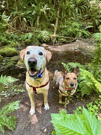 Two dogs in the forest stand next to each other and look attentive.