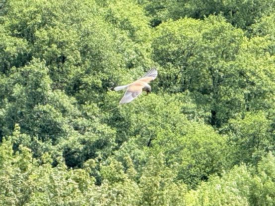 A kestrel with its wings spread flying over a dense tree canopy