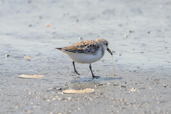 Color photo.  Closeup of a Dunlin pulling a long, thin, yellow-green worm out of wet sand. The bird is mostly white, with a long thin beak, and brown and white wings.