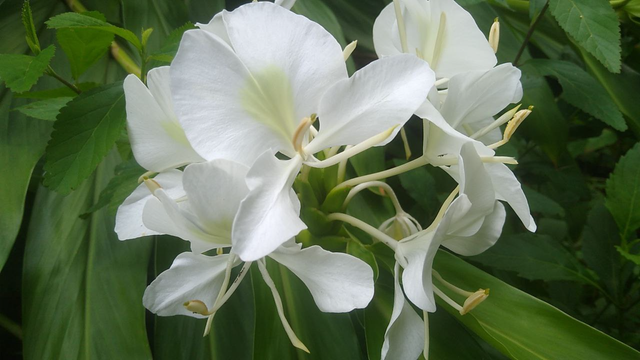 White flower of intricate petals over a green background.