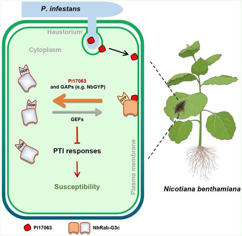 Image of a Nicotiana benthamiana plant with an inset from the infected portion of a leaf, illustrating the process by which P. infestans targets host Rab-G3 GTPases with an atypical GTPase-activating protein.