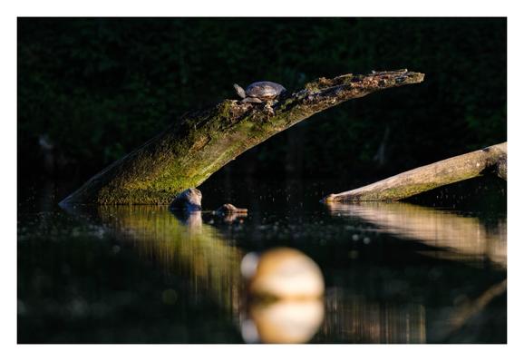 Foto im Querformat. Teleaufnahme. Aus einem See ragt schräg ein Baumstamm. Die Kamera ist fast auf Höhe des Wassers. Auf dem Baumstamm, ca. ein Meter über dem Wasser sitzt eine Wasserschildkröte in der Abendsonne. Sie ist dunkel und streckt ihren Kopf nach oben. Der Baumstamm spiegelt sich im dunklen Wasser, der Hintergrund ist ebenfalls dunkel. Im Vordergrund ist unscharf eine helle Boje.