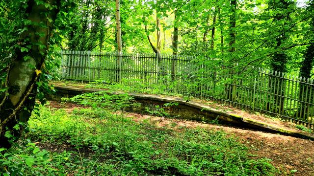 A long-abandoned railway platform surrounded by trees