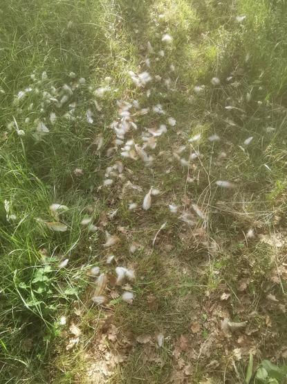 Des plumes éparpillées au sol. Ce qu'il reste de Bonemine