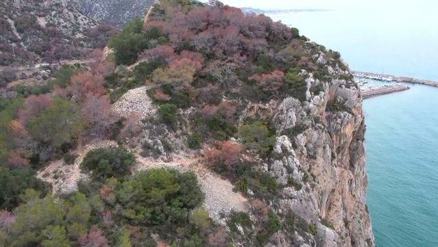 Els pins morts al Garraf, fa un any, totalment marrons (3Cat)