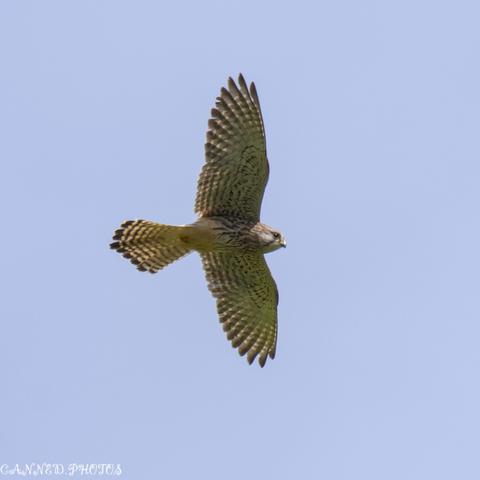 A Kestrel soaring gracefully through a clear blue sky, showcasing its wingspan and keen hunting instincts.