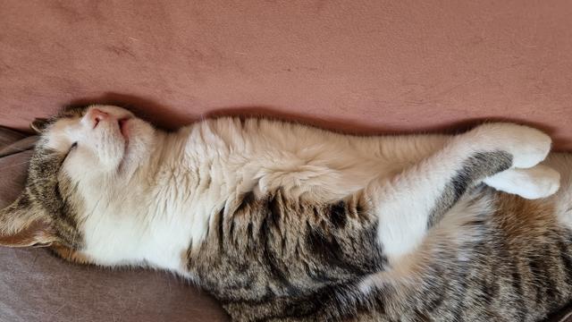 Isis la chatte, allongée sur le dos les pattes avant croisées sur le ventre telle une gisante,  dort extatique