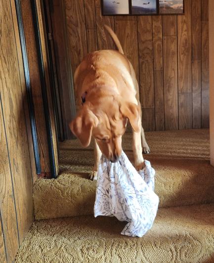 Golden lab is transporting a pillowcase down the stairs.