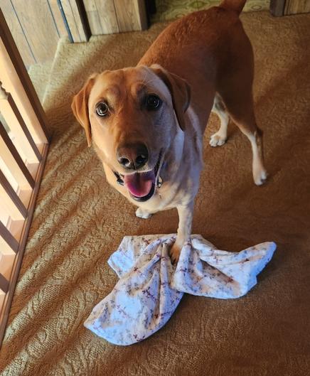 Golden lab drops a pillow case to give me a happy look.