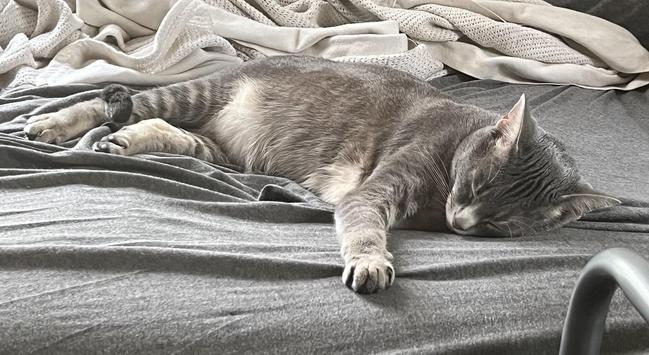 A photo of a slightly chubby grey tabby cat sleeping stretched out on a bed with covers piled up behind him.