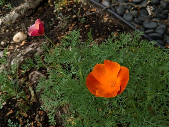 A bright orange California poppy.
