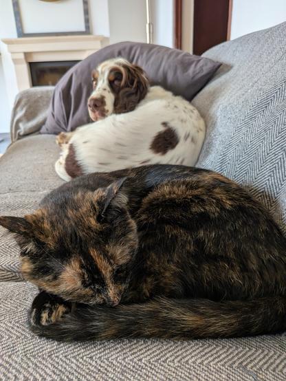 La chatte écailles de tortue et la cocker sur le canapé