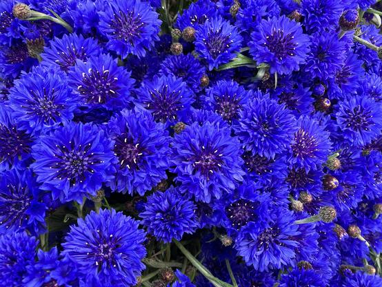 A whole bunch of cornflower blooms, all bright blue.