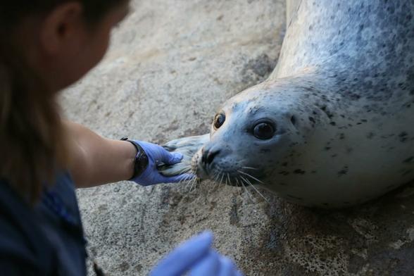 Description Provided by @OregonZoo: 
Harbor seal Skinny outside on sand
