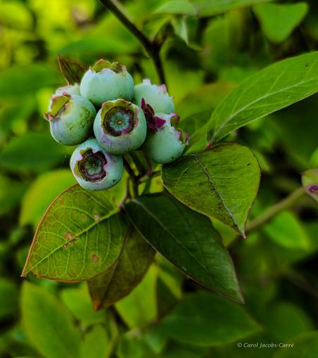 Unripe blueberries are clustered at the tip of a leafy branch.  The berries are green but showing signs of turning dark blue, with shades of turquoise on their rounded skins.  Dark purple spreads down from the ring of sepal remnants, forming a multicolored crown at the top of the fruit. Some of the green leaves below the fruit are edged with red. The whole image highlights shades of green contrasting with purple blushes on the fruit