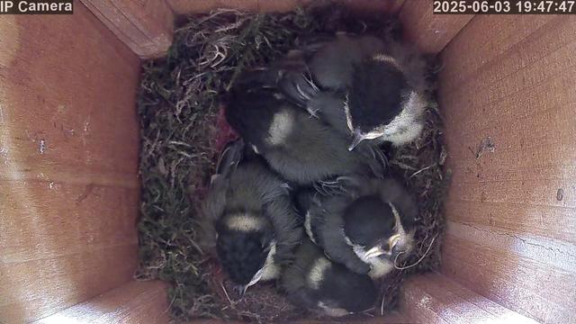 Five almost fully feathered juvenile birds are huddled together in a wooden nest box. They are alert and active, indicating they will likely fledge soon.
