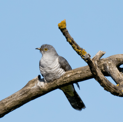 Käki, jonka kuulee usein, mutta harvoin näkee. The cuckoo is often heard but rarely seen.