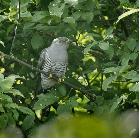 Käki, jonka kuulee usein, mutta harvoin näkee. The cuckoo is often heard but rarely seen.