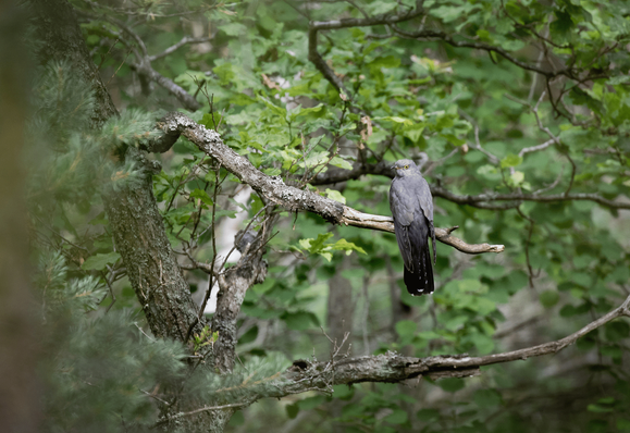 Käki, jonka kuulee usein, mutta harvoin näkee. The cuckoo is often heard but rarely seen.