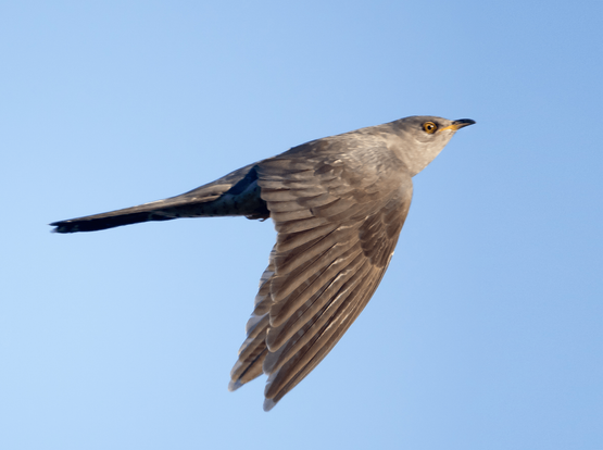 Käki, jonka kuulee usein, mutta harvoin näkee. The cuckoo is often heard but rarely seen.