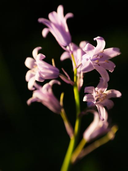 Tiny pink or purple flowers on a black background