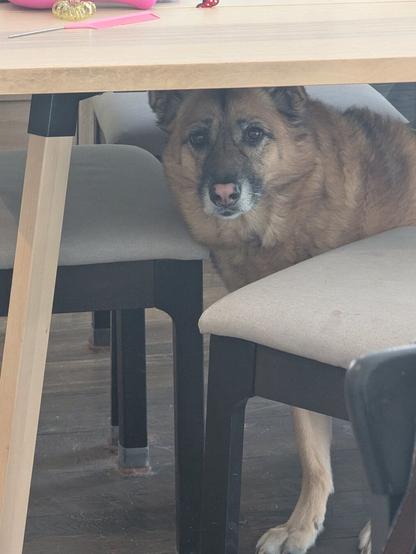 A german shepherd standing under a dining table looking out throughout the chairs
