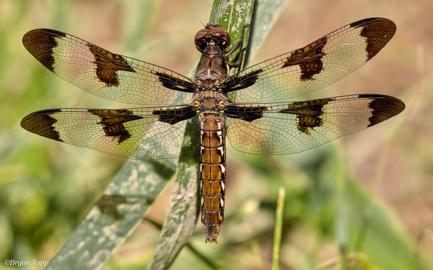 A brown dragonfly with three distinct dark spots on each wing.  the thorax is brown, but each segment has white spots on each side.