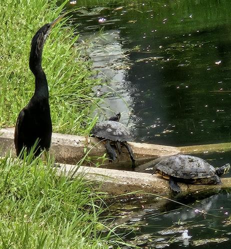 A black water bird, with a long skinny neck watches over two big pond slider turtles resting on a concrete drainage fixture next to a pond.