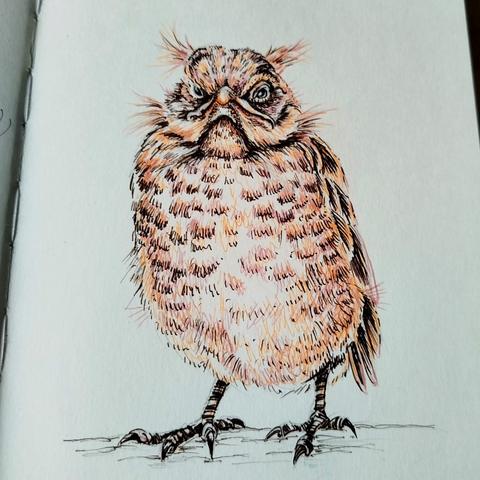 Zeichnung einer jungen Amsel. Sie guckt grumpy.
Braune Tusche und Kugelschreiber im Skizzenbuch.