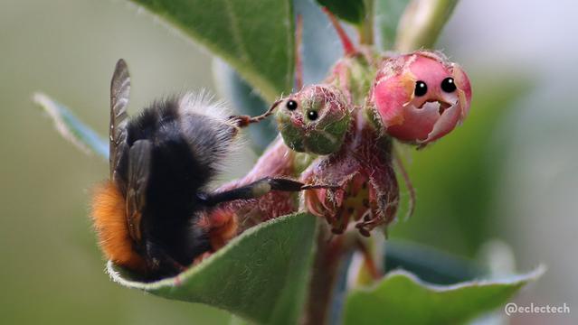 A close up photo of a catoneaster shrub. There are three pink flower buds, some leaves, and a white bottomed yellow and black fluffy bee head down in a curve of a leaf. it's back legs are connected to the bud, but one is in the position an arm would be, if the bud had an arm. As a result it looks like the bud is reaching out and pinching the bees bum with a pincer type limb. I had added eyes to a couple of the buds, the one on the left in the vain hope it will help other people see the arm illusion, the one on the right because it has a mouth formed of petals, and looks like it's gasping in shock at the audacity of the pinching flower. Maybe, anyhow.