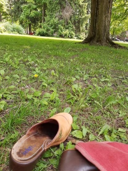 Photo of one of my shoes and part of my orange bag in the foreground. Sitting under the shade of a Great Big maple tree, it's thick trunk on the right. In the distance is sun-kissed lawn and more shrubs/greenery as well as a couple of street parked cars, all along a very crooked horizon, because arty angle to incorporate shoes n such.