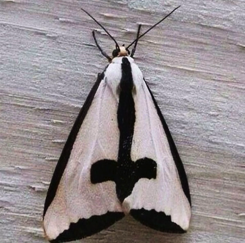 Haploa Clymene, a white moth with black trim and an upside-down black cross centered between its wings.