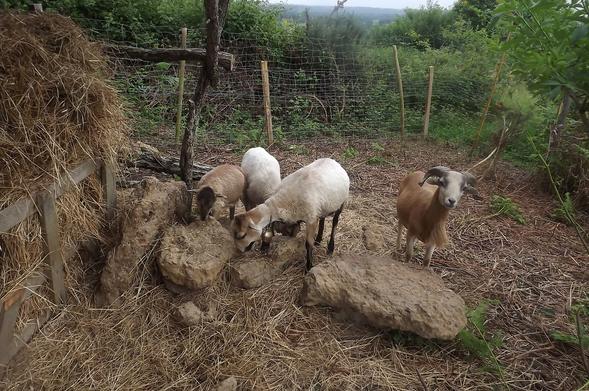 4 moutons dans un parc, près d'un abri sous lequel se trouve une meule de foin. Corneto (le mâle) regarde la caméra, tandis que Blanquette (la maman) dégage Paupiette (sa fille) pour accéder aux grains de maïs que Chouquette (une nièce) lui dispute avec assiduité.