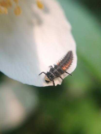 Ladybird larva on a mock orange petal