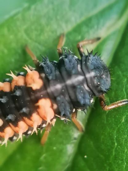 Close up of a ladybird larva
