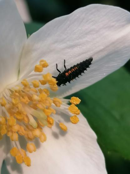 Ladybird larva on a mock orange flower