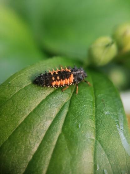 Ladybird larva on a mock orange leaf