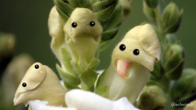 Close up of 3 still closed white flowers at the top of a snapdragon stalk. One on the left has its petal curled over the top, so it has the appearance of a goofy smile. The centre one looks like a slightly down-turned mouth, befuddled rather than sad. The one on the right has a bit of petal sticking out like a tongue. I have added eyes above the mouths on each, and recoloured the tongue section to pink.