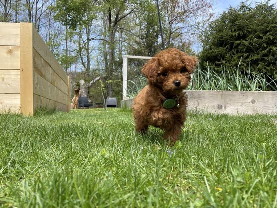 Kona Barkley, a red toy poodle in green grass.