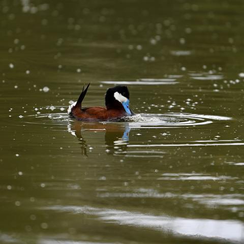 A male Ruddy duck with a black head, white facial markings, a long tail, and a blue bill swims in a pond. The duck’s head is tilted forward as it creates bubbles on the surface of the water to attract female ruddy ducks for nesting.