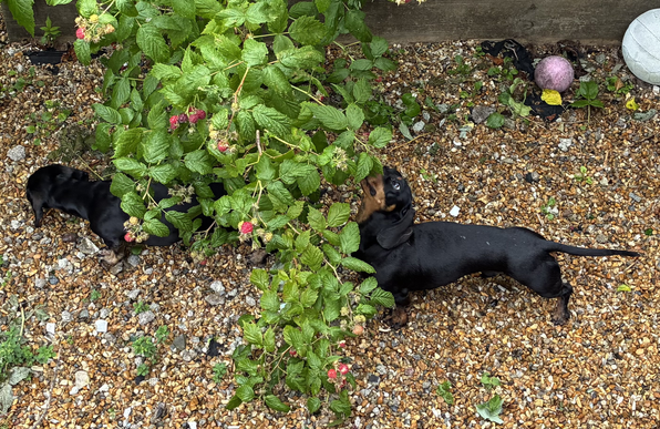 Miniature Dachshunds Max and Milo browsing the raspberry bush