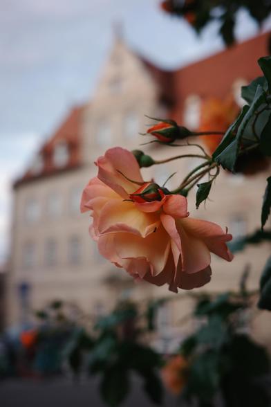 shallow focus photo of a pinkish peach rose is in the foreground, with a classic brick-style German building with a red roof in the blurred background