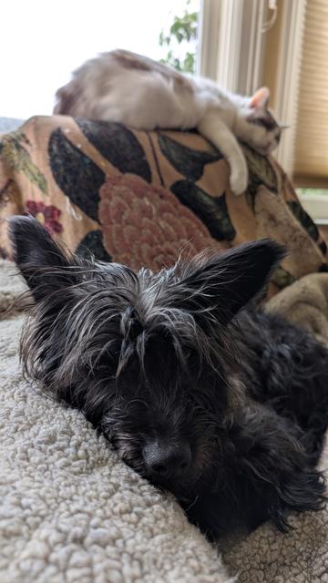 Dogs and cats