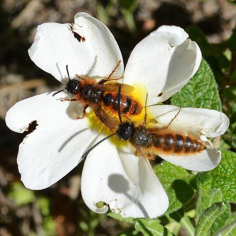 A photo of two wasps on a white flower.