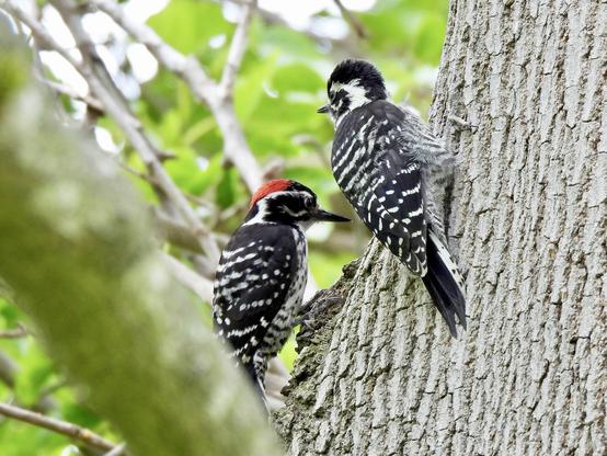 Two woodpeckers clinging to a tree trunk, highlighting their distinctive markings and the texture of the bark.