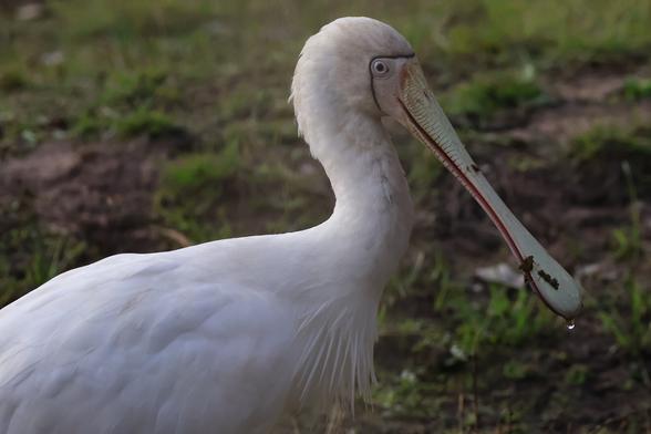 Yellow-billed Spoonbill Platalea flavipes