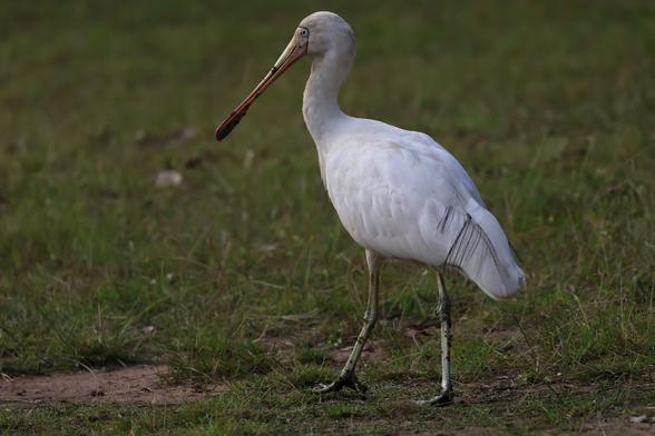 Yellow-billed Spoonbill Platalea flavipes