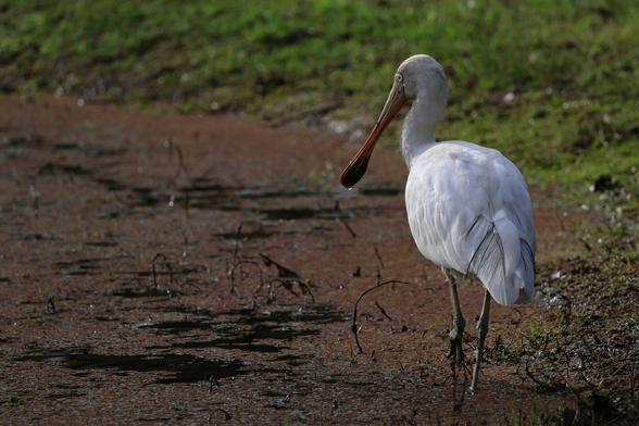 Yellow-billed Spoonbill Platalea flavipes